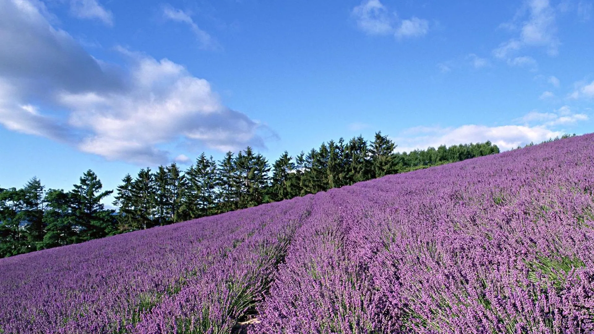 Apartamento Lavender Breeze Nakafurano 0*,  Japón