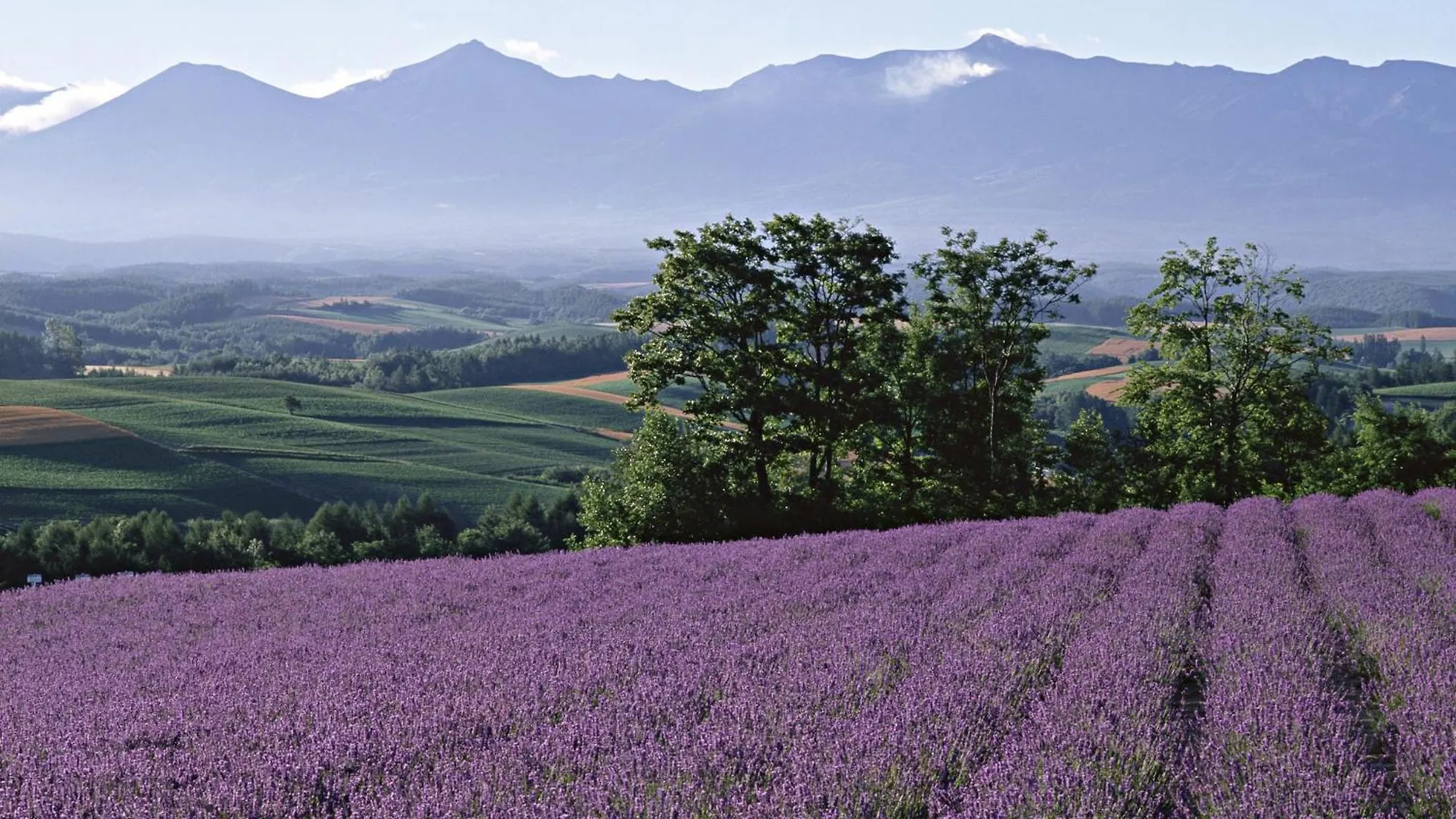 Apartamento Lavender Breeze Nakafurano Japón