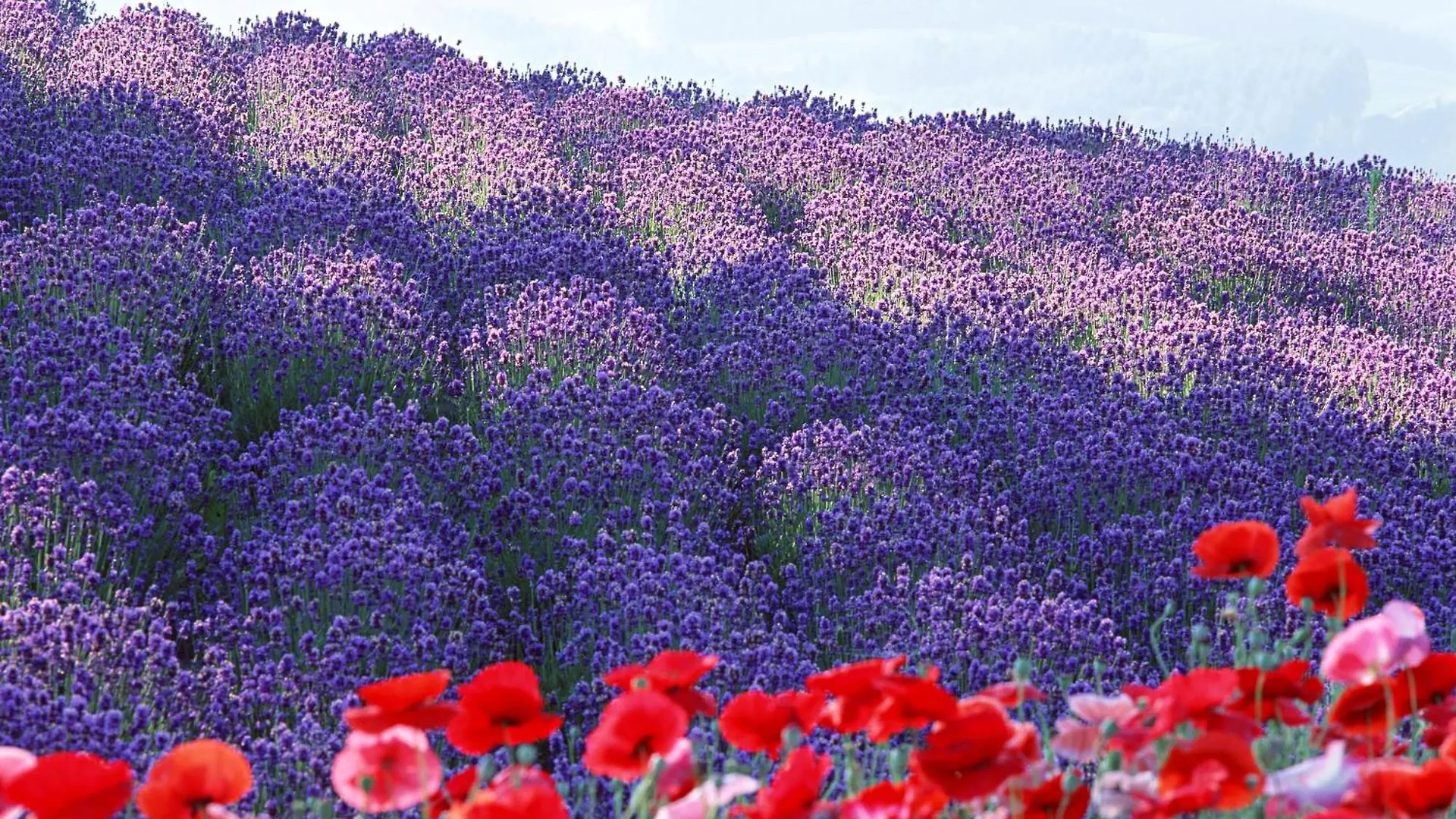 Apartamento Lavender Breeze Nakafurano